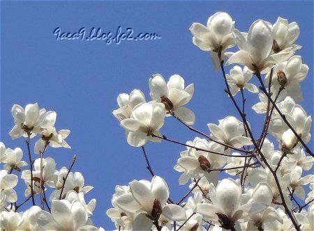 春の白い花も好き　1
