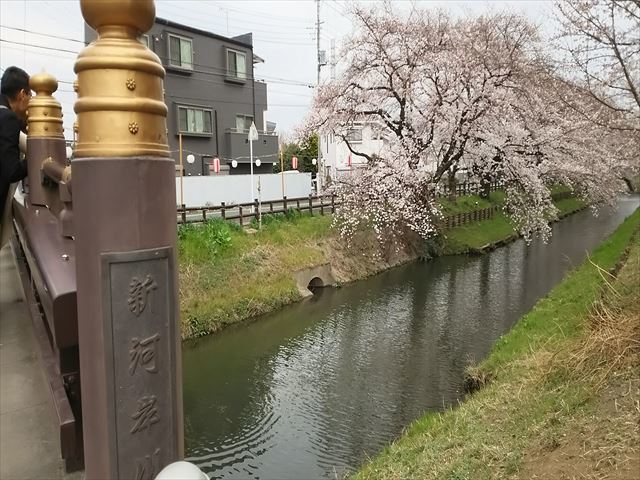 新河岸川の桜_R