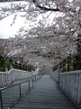 桜の階段