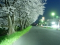 190406夜明け前の佐保川の桜