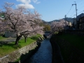 190413琵琶湖疎水の桜