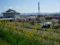 190413巨椋池排水機場と桜