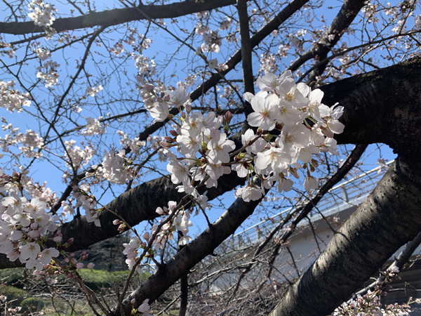 03桜