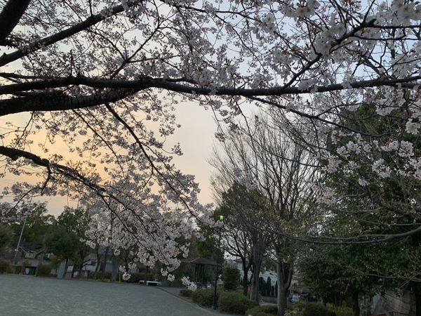 01桜