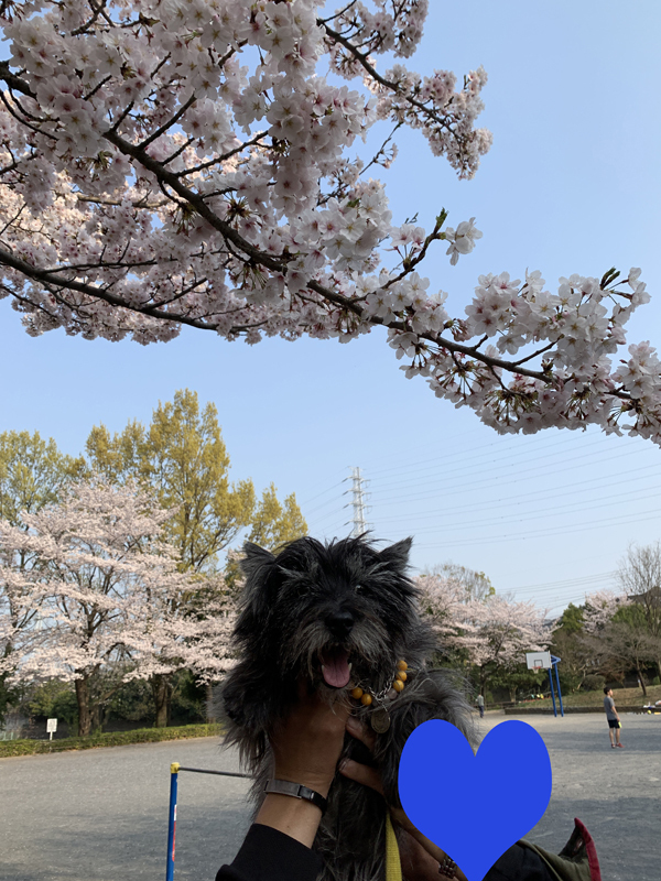 02桜