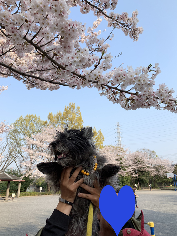 04桜