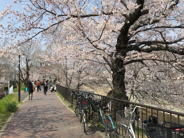 2019桜