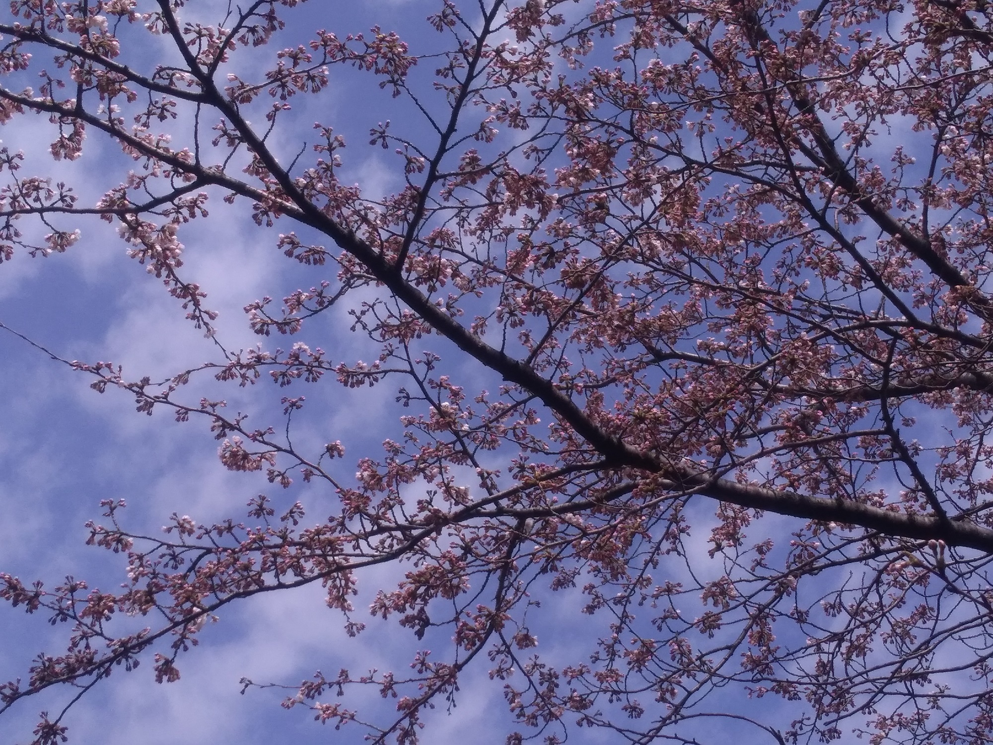 ベルシティの桜は3分咲き