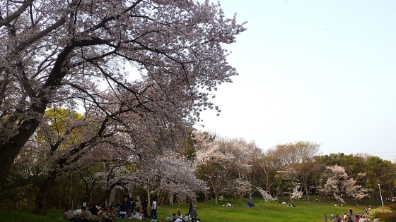 大泉緑地の桜 2019 ソメイヨシノ（双ヶ丘にて撮影）