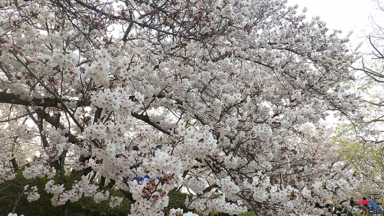 大泉緑地の桜 2019 ソメイヨシノ（桜広場にて撮影 その3）