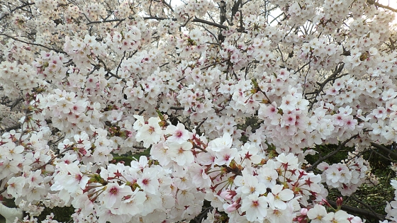 大泉緑地の桜 2019 ソメイヨシノ（桜広場にて撮影 その5）