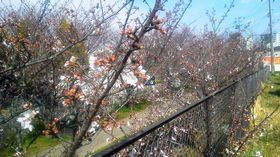 遊歩道の桜①b