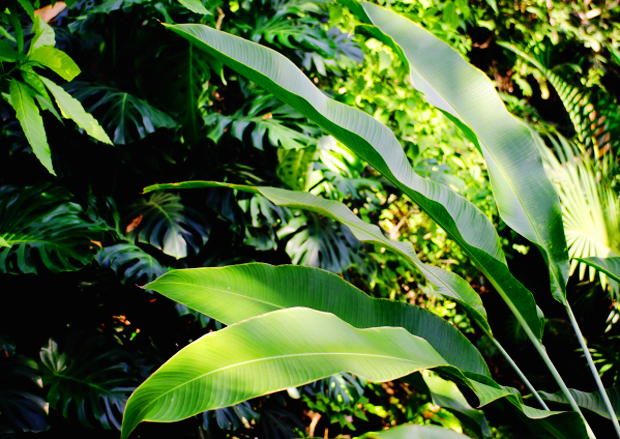 熱帯植物イメージ