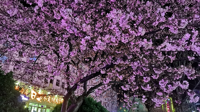 威海の桜