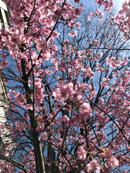 RAVISTA二条ヨガスタジオの前の桜！　京都ヨガ