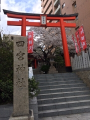 2019年4月四宮神社に春が来た1