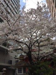 2019年4月四宮神社に春が来た4