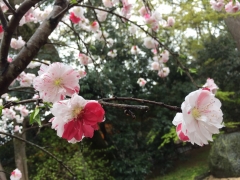 2019年4月上賀茂神社源平枝垂れ桜4