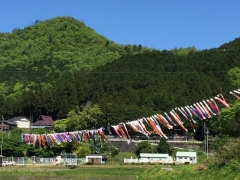 2019年5月篠山の山里に鯉幟2