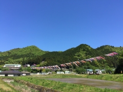 2019年5月篠山の山里に鯉幟1