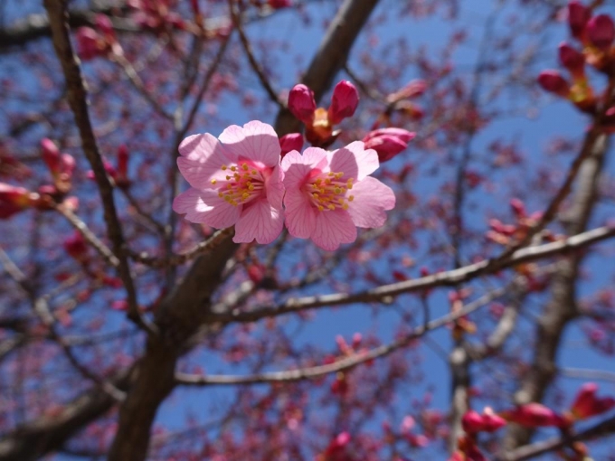 おかめ桜（西部公園）