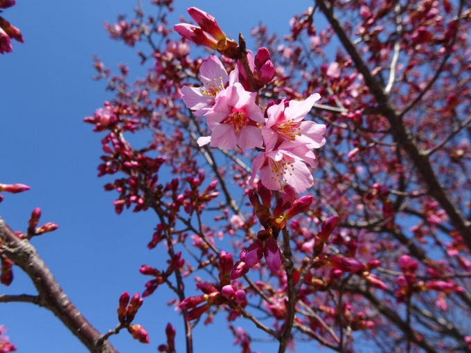 おかめ桜（西部公園）
