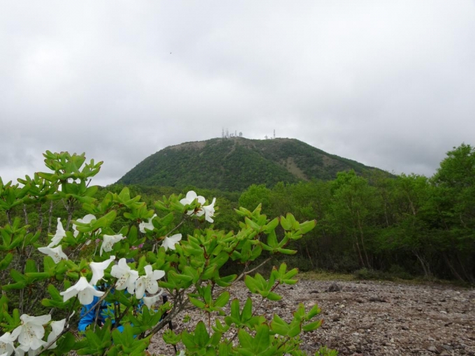 シロヤシオと地蔵岳