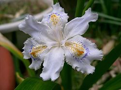 250px-Iris_japonica1_flower.jpg