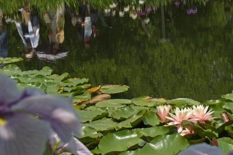花菖蒲の花が池に映り込んでいる