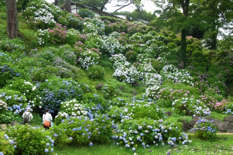 小田原城址公園斜面に植えられたあじさいの花