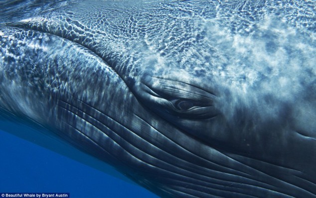 Beautiful-Whale eye