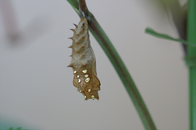 ツマグロヒョウモンの蛹-4