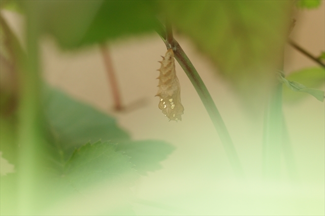 ツマグロヒョウモンの蛹-3