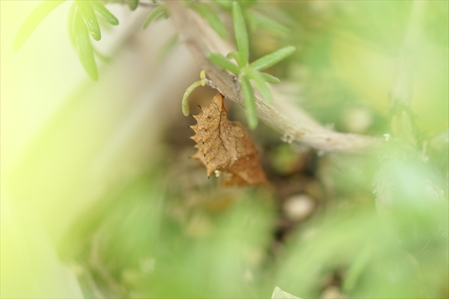 ツマグロヒョウモンの蛹-2