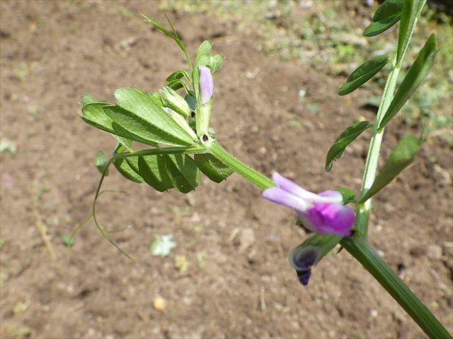カラスノエンドウの花