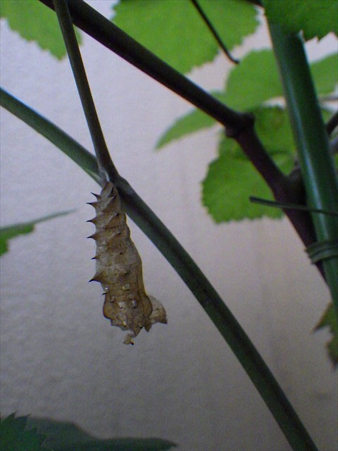 ツマグロヒョウモンの蛹の抜け殻-1
