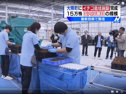 大熊町のイチゴ栽培施設を報じる福島のローカルTV局（TUF)