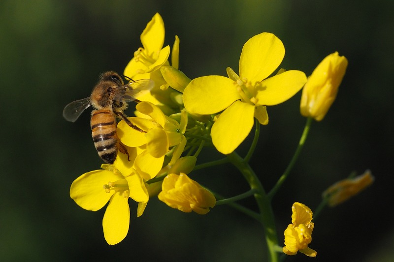 菜の花と蜜蜂 (4)