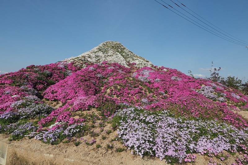 芝桜富士山 (9)