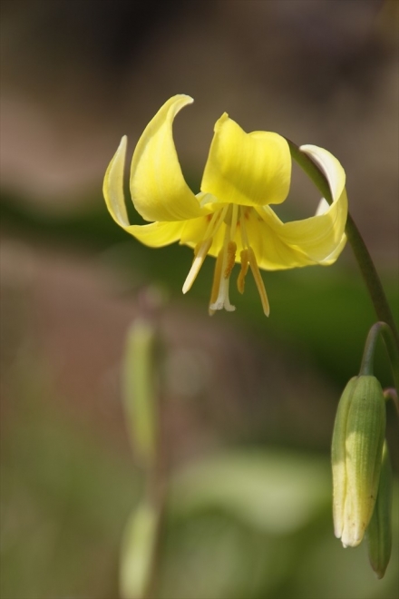 黄カタクリの花