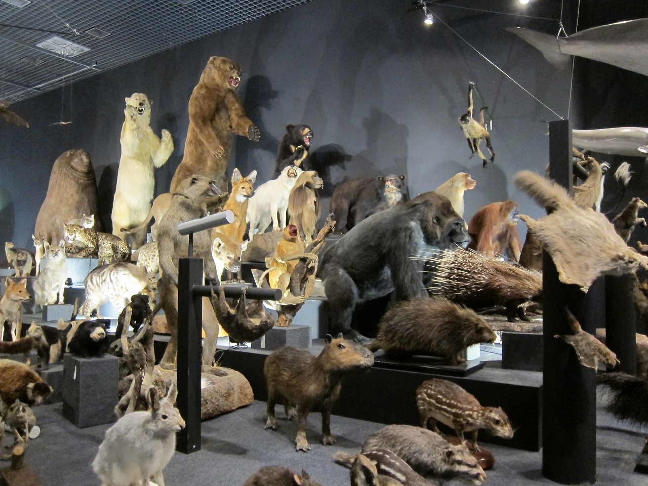 大哺乳類展２」 国立科学博物館 猫アリーナ