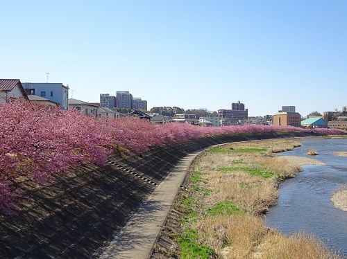 葵桜のお花見です♪