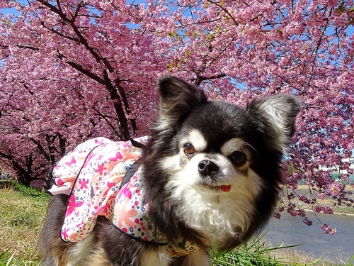 葵桜のお花見です♪