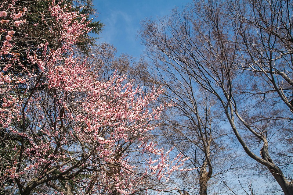 鳥屋野神社に梅が咲いた