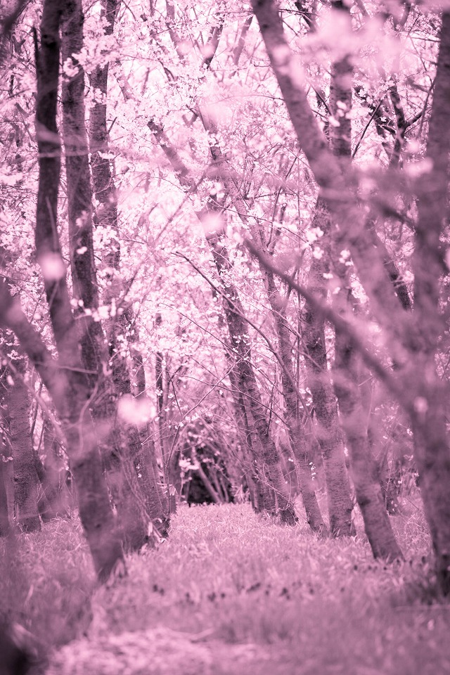 静かな桜美林