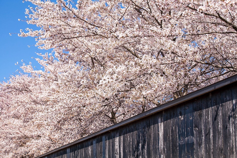 隣の桜