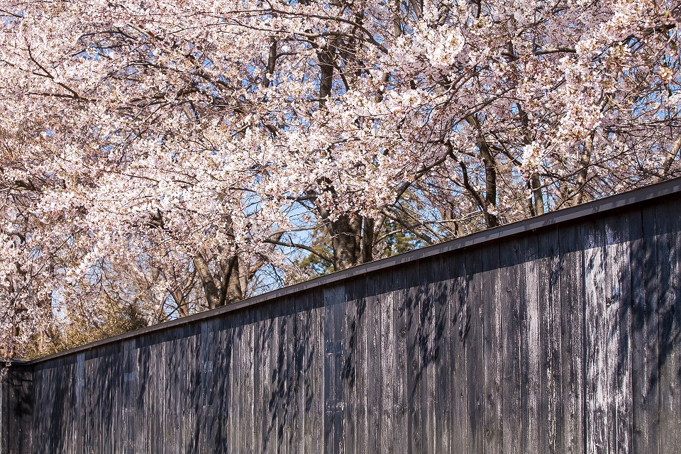 塀の向こうの桜
