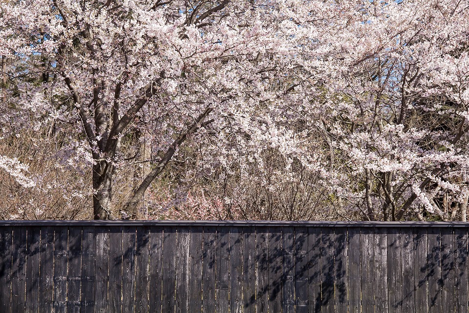 黒塀の向こう側の桜
