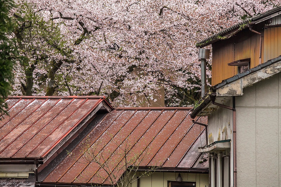 赤いトタン屋根と桜