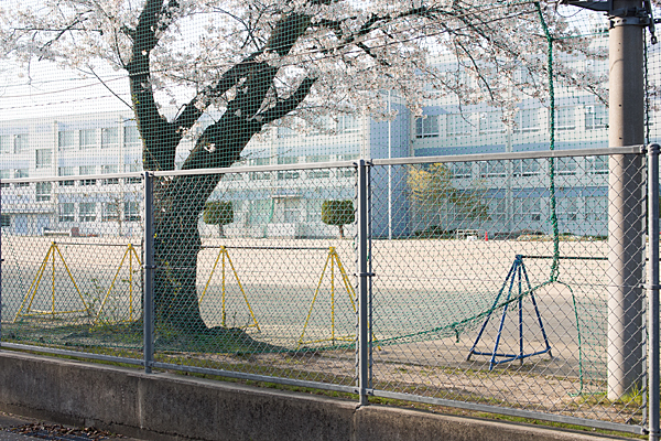香流小学校桜